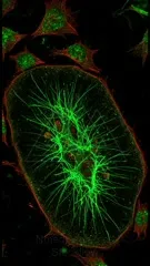 Fluorescent microscopy image showing a single cell with a dense green actin filament network radiating from the center, surrounded by red cell borders and green vesicle-like structures — 4K royalty-free microscopic stock footage