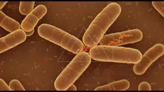 Close-up microscopic view of rod-shaped bacillus bacteria in warm tones, showing cylindrical cells connected and clustered, with tiny red particles around their junctions, illustrating microbial interaction and cellular structure — 4K royalty-free microscopic stock footage