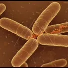 Close-up view of Bacillus bacteria, rod-shaped filaments arranged in a cluster, showing textured cell walls and tiny red particles around the junctions, highlighting microbial structure at high magnification — 2K royalty-free microscopic stock footage