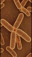 A close-up, high-contrast view of rod-shaped bacilli in warm amber tones, with tiny red clusters forming at junctions, highlighting bacterial cell walls and cluster interactions — 4K royalty-free microscopic stock footage