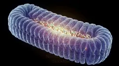 A highly detailed 3D rendering of a mitochondrion, showcasing its double membrane, folded cristae, and embedded genetic material glowing with cellular energy signals in a vibrant microscopic landscape — 4K royalty-free microscopic stock footage