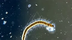 Close-up of a spiky aquatic larva curling through a misty micro-world, showing a segmented body lined with bristles, translucent yellow hues, and tiny debris suspended in the surrounding liquid — 4K royalty-free microscopic stock footage