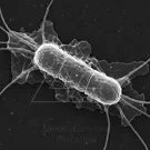 A high-resolution electron micrograph of a segmented single cell with fine extracellular filaments, showing textured surfaces and slender extensions against a dark background, capturing intricate microbial structure — 2K royalty-free microscopic stock footage