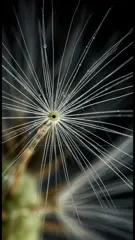 A macro shot of a dandelion seed head, slender filaments radiating from a pale yellow center with tiny dew droplets, glistening against a dark, softly blurred background — 4K royalty-free microscopic stock footage