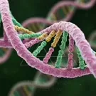 Vivid, close-up depiction of a DNA double helix, with purple and teal strands twisting together to reveal the molecular architecture of genetic material in vibrant, sculptural detail — 2K royalty-free microscopic stock footage
