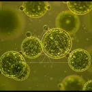 Yellow-green microscopic view of interconnected algal cells forming bubbly spheres, showcasing chlorophyll-rich interiors and membrane boundaries; a vivid macro glimpse into the microscopic world of algae and cellular teamwork — 2K royalty-free microscopic stock footage
