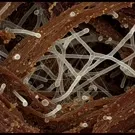 Close-up view of translucent fungal hyphae interwoven with brown plant fibers, revealing tube-like filaments and tiny spores, illustrating a microscopic mycelial network thriving within decaying organic matter environment — 2K royalty-free microscopic stock footage