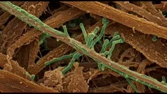 A high-fidelity microscopic view showing green fungal hyphae weaving through brown fibrous material, revealing slender, branching tubes with rounded tips amid a textured, organic matrix — 4K royalty-free microscopic stock footage