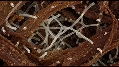 Close-up of a dense network of brown plant fibers intertwined with translucent hyphae and tiny spores, revealing an intricate microscopic fungal mat in a lab-style micrograph — 4K royalty-free microscopic stock footage