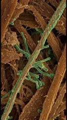 A highly magnified view reveals intertwined fungal hyphae and budding spores, displaying slender, branched filaments in earthy tones with vivid green hyphal tips, illustrating microscopic fungal networks — 4K royalty-free microscopic stock footage