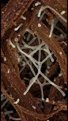 Microscopic view reveals tangled brown plant fibers interwoven with pale, threadlike filaments and small rounded spores, illustrating a fungal network spreading through organic material in a decaying substrate — 4K royalty-free microscopic stock footage