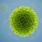 A vivid close-up of a green algae cell cluster suspended in water, revealing numerous round cells and delicate filaments, highlighting micro-scale aquatic life and cellular interactions — 2K royalty-free microscopic stock footage