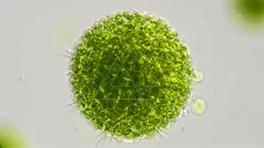 A vibrant, spherical cluster of green algal cells visible under a microscope, illustrating a waterborne colony with radial filaments and detailed cell structures in high resolution — 4K royalty-free microscopic stock footage
