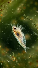 A translucent shrimp-like crustacean swims through a green underwater scene, its intricate internal markings visible. Large dark eye, feathery appendages, and trailing tails rhythmically propel through suspended bubbles — 4K royalty-free microscopic stock footage