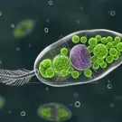 A microscopic waterborne Euglena cell containing green chloroplasts and a nucleus, shown with a tail-like flagellum swimming through the aquatic environment, highlighting cellular structure and motility — 2K royalty-free microscopic stock footage