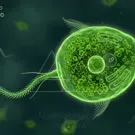 A vivid green single-celled organism with a long tail-like flagellum swimming through a microscopic world, showing chloroplasts, organelles, and internal sacs in a detailed cellular landscape under bright digital illumination — 2K royalty-free microscopic stock footage