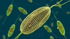 A detailed close-up view of a green diatom, a microscopic aquatic algae, with intricate silica cell walls and threadlike extensions, illustrating waterborne microbial life in a vibrant underwater scene — 4K royalty-free microscopic stock footage
