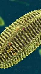 A highly magnified view of a diatom, revealing its intricate silica shell and tiny organelles. The waterborne microalga showcases delicate, ribbed patterns and vibrant spots of pigment — 4K royalty-free microscopic stock footage