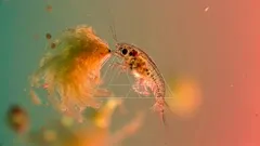 A vivid macro capture of a tiny waterborne plankton shrimp, its translucent body and long antennae reaching toward a fluffy, algae-like fringe, set against a soft, colorful aquatic backdrop — 4K royalty-free microscopic stock footage