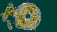 A micro underwater scene reveals a circular aquatic organism teeming with green chloroplasts and delicate filaments, surrounded by smaller cells; a vivid microcosm of life beneath the water surface — 4K royalty-free microscopic stock footage