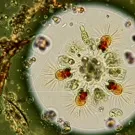 A vibrant microscopic view of a circular cluster of algae and tiny aquatic microorganisms, with glowing red centers and delicate radiating filaments against a greenish, watery backdrop — 2K royalty-free microscopic stock footage