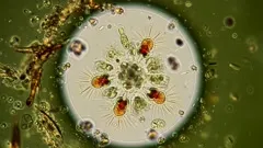 Close-up of pond water micro-life: a circular, radiating organism with bright orange centers, surrounded by tiny swimmers and debris, revealing intricate algae and protozoa at high magnification — 4K royalty-free microscopic stock footage