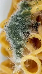 Macro shot reveals blue-green mold growing on a yellow food item, with wispy filaments and clustered spores spreading across the surface, illustrating food spoilage and fungal growth — 4K royalty-free microscopic stock footage