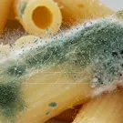 Close-up of blue-green mold growth spreading across a sliced food item, with filamentous hyphae and spores forming a fuzzy, microbe-rich layer on the surface — 2K royalty-free microscopic stock footage