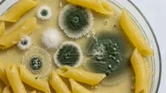 Close-up of pasta in a creamy sauce overtaken by green and white mold colonies, illustrating rapid fungal growth on food and the hazards of spoiled prepared meals — 4K royalty-free microscopic stock footage