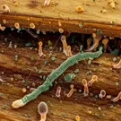 Micro-scale view reveals diverse fungi thriving on decaying wood, forming intricate structures and spores, illustrating how fungal communities drive decomposition and nutrient cycling within forest ecosystems — 2K royalty-free microscopic stock footage