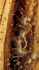 Close-up of tree bark hosting a diverse fungal micro-ecosystem, with delicate aerial hyphae, round spores, and tiny colonies clinging to wood, revealing intricate textures and organic structures in a habitat — 4K royalty-free microscopic stock footage