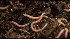 Close-up view of pink earthworms wriggling through rich compost, showcasing nutrient-rich soil organisms at work breaking down organic matter and enriching the garden bed — 4K royalty-free microscopic stock footage