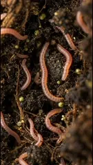 Close-up of pink earthworms wriggling through rich compost, highlighting microbial activity, nutrient cycling and healthy soil in a moist, organic substrate that sustains plant growth and biodiversity — 4K royalty-free microscopic stock footage