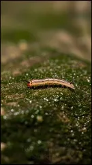 Close-up of a slender orange larva with black antennae and multiple legs, crawling along a mossy algae-covered rock, its translucent body reflecting light in a dewy, natural habitat — 4K royalty-free microscopic stock footage