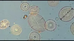 Algae — collection preview