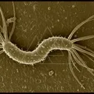 A micrograph of a slender, spiral bacterium with multiple appendages resembling flagella, showcasing the distinctive coiled body of a spirochete navigating a rough surface under electron microscopy — 2K royalty-free microscopic stock footage