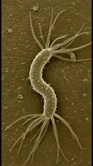 Micro-scale image of a slender, segmented worm-like organism adorned with numerous tiny surface particles and long feathery tentacles, resembling a spirochete-style microorganism observed under high magnification — 4K royalty-free microscopic stock footage