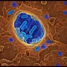 Color-enhanced micrograph of a eukaryotic cell showing blue rod-shaped bacteria within a membrane-bound organelle, surrounded by brown cytoplasm and bluish nuclei, highlighting host-microbe interaction — 2K royalty-free microscopic stock footage
