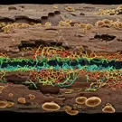 A vibrant cross-section of decaying wood reveals a rainbow tapestry of fungal mycelium strands spanning a hollow, surrounded by brown bark and shelf fungi in bright, intricate patterns — 2K royalty-free microscopic stock footage