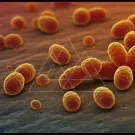 Golden yeast cells cluster and bud under magnified view, revealing textured cell walls and active growth, a vivid micrograph of fungal reproduction and cellular interactions — 2K royalty-free microscopic stock footage