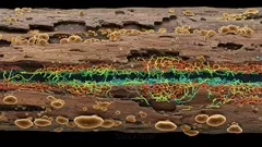 A cross-section of decaying wood reveals vibrant, tangled fungal mycelium strands weaving through the cracks, highlighting micro-scale networks and rich color variations in a vivid decay microbiology scene — 4K royalty-free microscopic stock footage