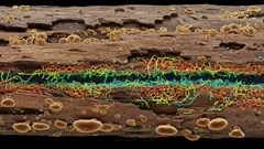 Cross-section of decaying wood reveals a vibrant network of fungal hyphae and spores, with rainbow-colored strands weaving through the bark, illustrating microscopic decay processes and symbiotic relationships — 4K royalty-free microscopic stock footage