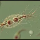 A Giardia lamblia trophozoite under the microscope, displaying a pear-shaped body with multiple flagella, internal organelles and distinctive nuclei, illustrating its parasitic life stage in aquatic environments — 2K royalty-free microscopic stock footage