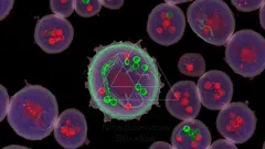 Color-enhanced micrograph shows a host cell with a green-stained parasite encircled by red and green dots, surrounded by purple-hued surrounding cells, highlighting intracellular infection and cellular interactions — 4K royalty-free microscopic stock footage