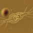 A golden-hued microscopic rotifer with translucent body, internal organs visible, tapered tail and long cilia around the head, drifting in a nutrient-rich drop under magnified illumination — royalty-free microscopic stock footage