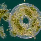 A close-up micrograph of vibrant green algae thriving in a translucent droplet, revealing intricate chloroplasts, filamentous structures, and tiny circular cells intertwined in a delicate, living microcosm — 2K royalty-free microscopic stock footage