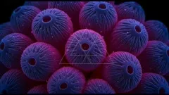 A vivid macro close-up of ribbed, spherical structures in blue and magenta hues, clustered together with dark centers, creating an abstract, sci‑fi microscopic scene — 4K royalty-free microscopic stock footage