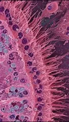 A highly magnified view of a ciliated epithelial surface, showing numerous hairlike projections and scattered secretory cells within a pink-stained cellular matrix with dark nuclei and mucus-producing granules — 4K royalty-free microscopic stock footage