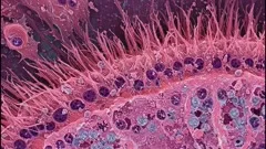 Close-up of a ciliated epithelial surface, revealing dense, hair-like cilia and layered cellular structure with numerous nuclei and secretory cells, illustrating microscopic cellular organization and mucus transport — 4K royalty-free microscopic stock footage