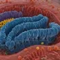 A highly detailed, colored cross-section of a cell, showcasing a blue mitochondrion with layered folds amid a red cytoplasmic membrane and scattered orange and yellow organelles — royalty-free microscopic stock footage